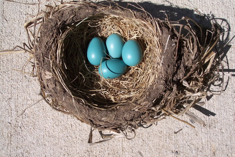 food and drink, close-up, 1080P, baby, outdoor, reproduction, nest, fragility, hatch, bird, celebration, egg, easter, nature, outdoors, eggshell, four