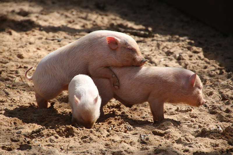 reproduction, miniature pig, domestic pig, animal world, pets, agriculture, animals in the wild, piglet, pig, stall, farm, land, sunlight, animal family