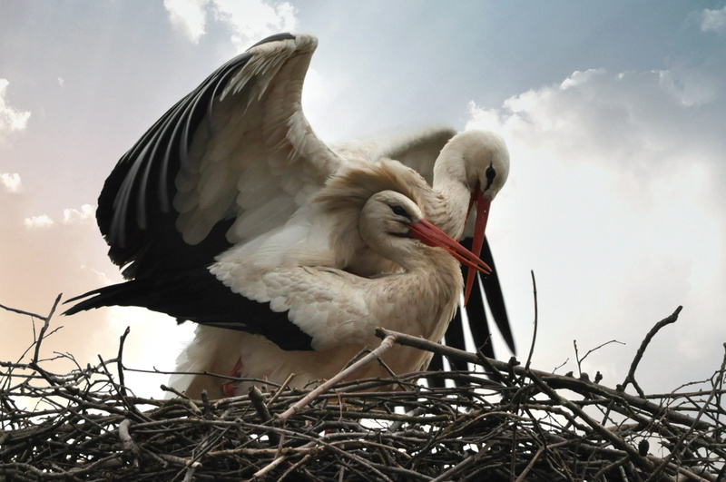 sky, animals in the wild, day, symbol, animal nest, mating, 2K, one animal, cloud - sky, no people, plant, feather, plumage, vertebrate, animal family