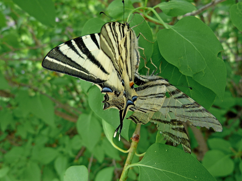 close-up, butterfly - Insect, plant, day, swallowtail, lepidoptera, macro, fragility, nature, green Color, beauty In Nature, invertebrate, couple, butterfly