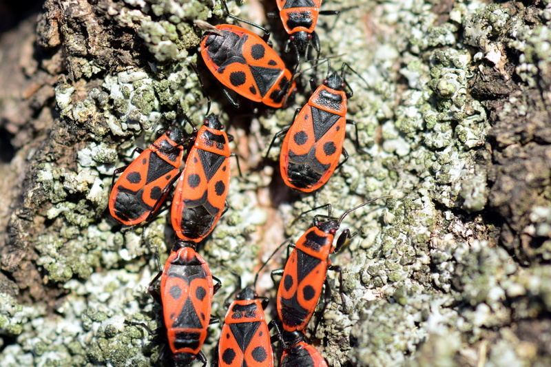 animal themes, animals in the wild, close, black, pairing, close-up, one animal, group of animals, ladybug, pyrrhocoris apterus, fire bug, togetherness