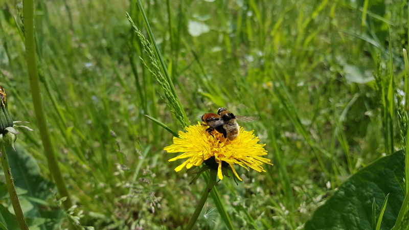 bumblebee, vulnerability, dandelion, animal, flower, pollen, freshness, flowering plant, bee, summer, one animal, meadow, insect, plant, no people, pollination