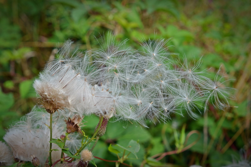 pointed flower, softness, freshness, flowering plant, focus on foreground, reproduction, fragility, flower head, outdoors, close, day, seed, soft, dandelion seed