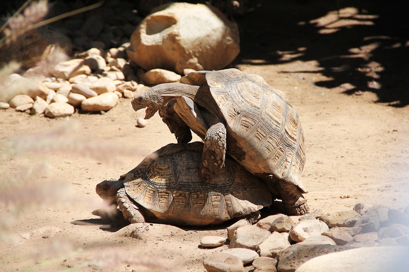 turtle, sunlight, vertebrate, animal shell, focus on foreground, reproduction, 2K, tortoise, group of animals, nature, land, day, two animals, animal themes