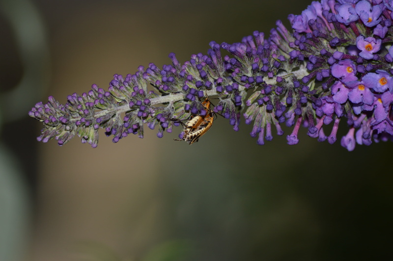 season, butterfly - insect, mate, nature, springtime, pollination, flower, 4K, fragility, insect, freshness, vulnerability, purple, invertebrate, mating