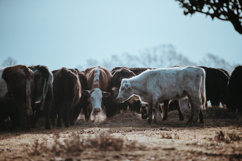 domestic animals, mammal, animal wildlife, morning, mud, track, outdoors, agriculture, animal, dust, domestic, ranch, 4K, farm, mist, rural scene, cows