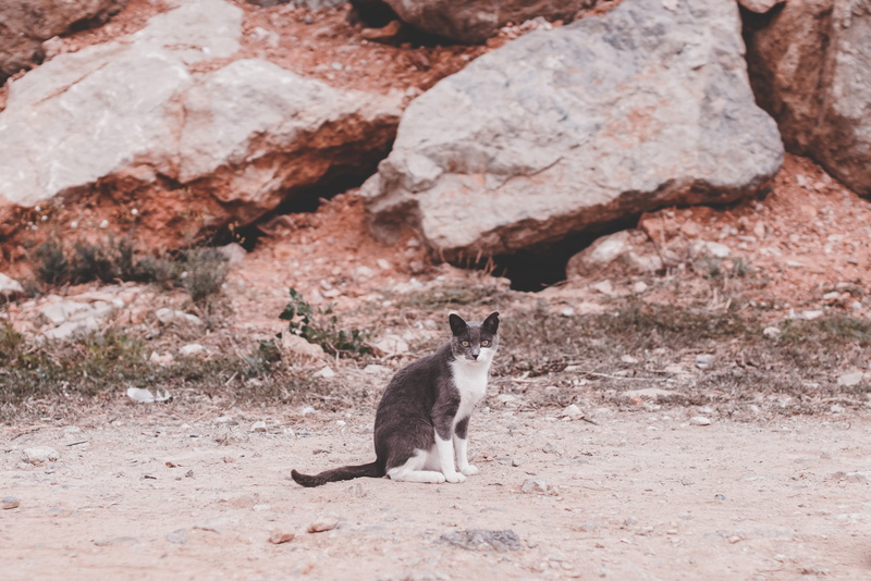 black, near, domestic cat, whisker, rodent, animal, front, domestic, pets, feline, rock - object, grey, animal wildlife, rock, no people, wild, day, gray