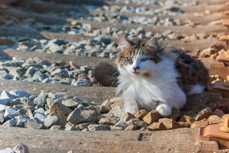 day, one animal, track, vertebrate, sitting, whisker, feline, rock, cat, the rail, steel, sunlight, domestic, 4K, domestic animals, rail, domestic cat