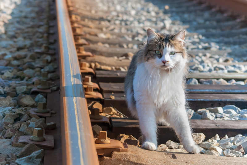 steel, portrait, mammal, sitting, feline, wheel, domestic cat, transportation, domestic animals, domestic, day, pets, cat, 2K, whisker, no people, the rail