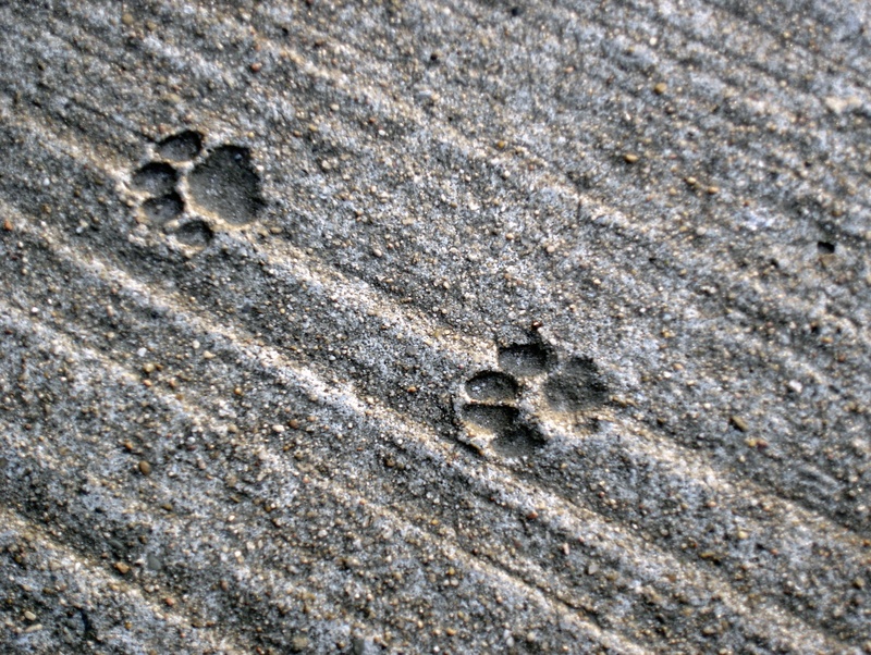 land, one animal, rough, paws, cat, animal themes, traces, animal wildlife, outdoors, paw print, animal track, close-up, textured, solid, animal, 2K, high angle view