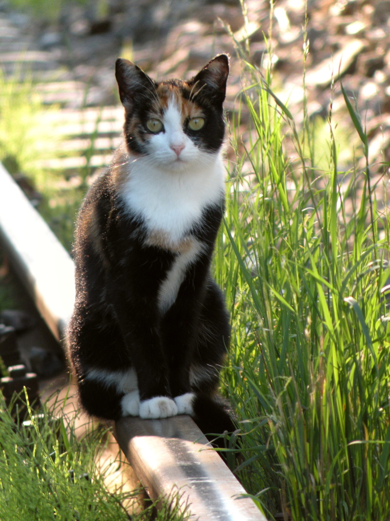 one animal, mieze, no people, Cat, day, sitting, rail, Track, vertebrate, field, sunlight, Railway, Rail, animal themes, grass, domestic cat, feline, whisker