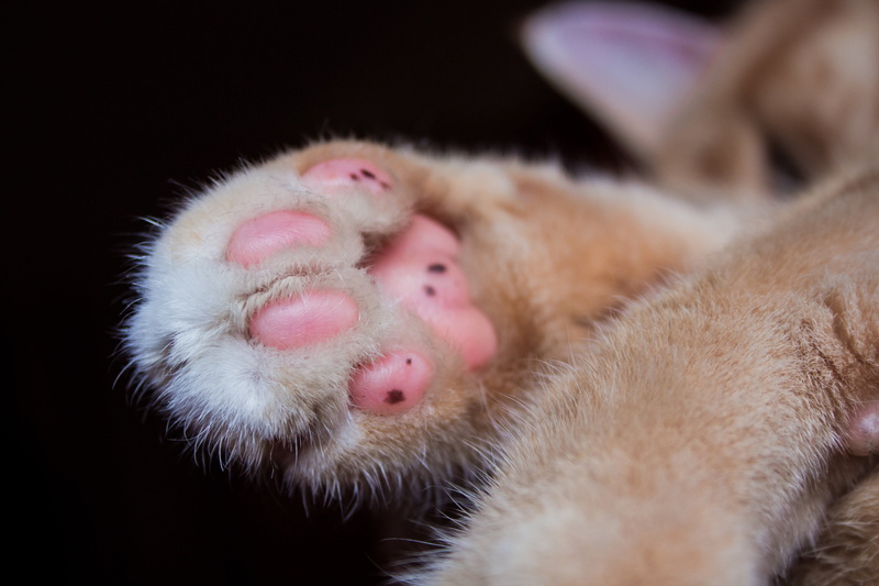 skin, close-up, animal wildlife, fluffy, domestic cat, outdoors, paw prints, orange, animal hair, animal, animal track, cute, group of animals, animal body part