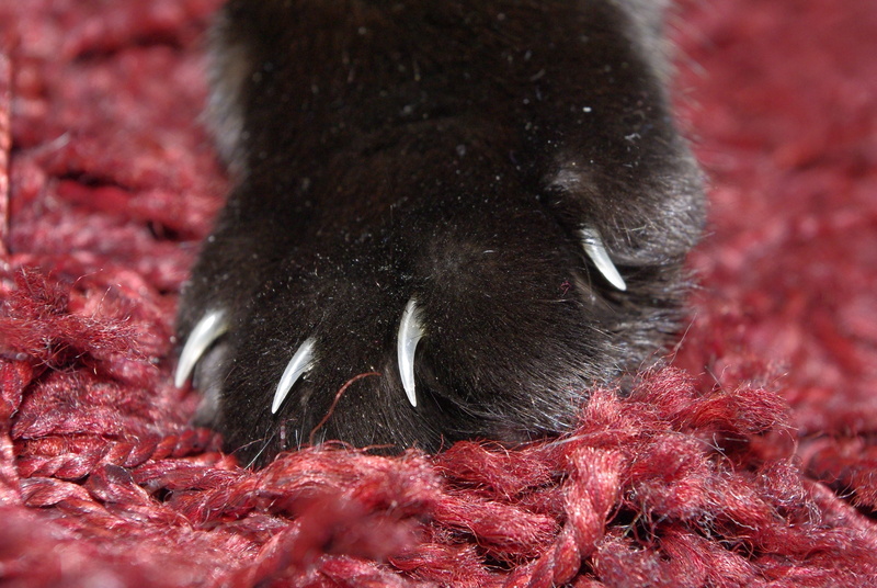 vertebrate, cats paw, close-up, domestic cat, pet, whisker, mammal, red, adidas, clean, nature, cat, animal body part, animal hair, animal wildlife, mieze