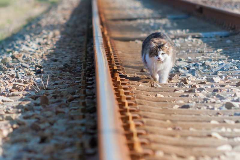vertebrate, no people, selective focus, rail transportation, nature, rail, mammal, rodent, animal wildlife, domestic cat, domestic, railroad track, day