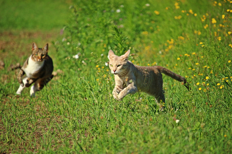 hunting, kitten, domestic, play, animal themes, plant, animal, no people, two, grey tabby, 5K, field, nature, land, outdoors, group of animals, two animals