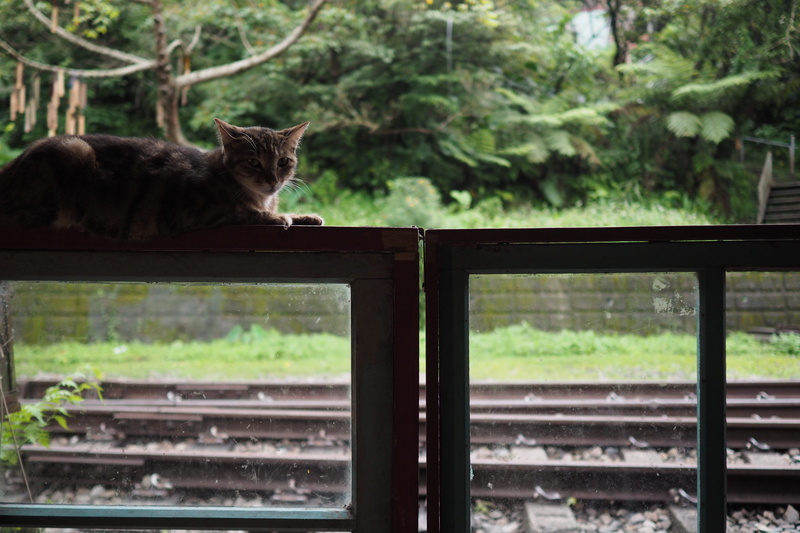 no people, 4K, plant, transportation, animal themes, pet, relaxation, handrail, vertebrate, outdoors, mammal, tree, domestic cat, manx, kitten, one animal