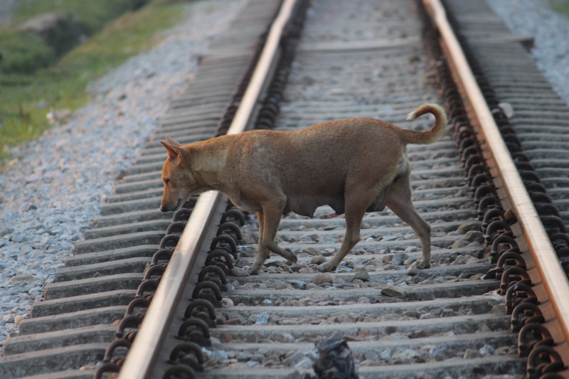 rail transportation, transportation, animal themes, animal, metal, no people, direction, day, domestic cat, 5K, domestic, vertebrate, pets, outdoors, one animal