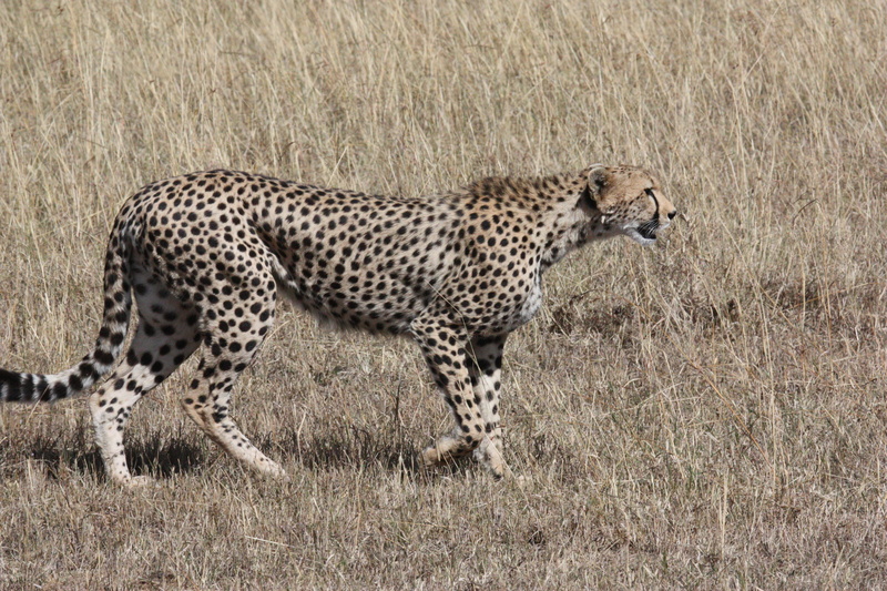 speed, survive, serengeti, hunt, vertebrate, fast, masai Mara National Reserve, no people, animals wildlife, tanzania, african Cheetah, cat, africa, wildlife
