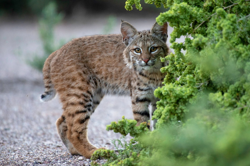 teen, track, walk, branches, a small lynx, baby, pose, wild cat, background, young, the bushes, nature, 2K, look, lynx, greens