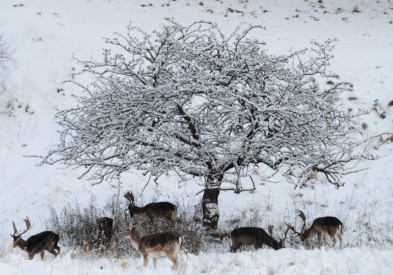 herbivorous, winter in the park, tree, day, snowcapped mountain, animal wildlife, land, fallow, no people, winter, animal themes, Fallow Deer, The Searchers
