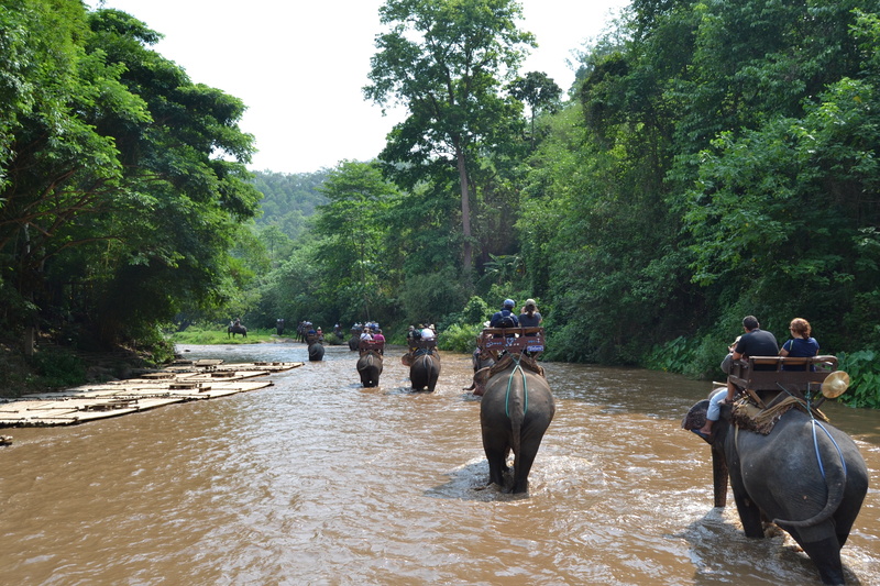 tree, mammals, elephant, water, real people, river, day, asia, channel rio, caregiver elephant, vertebrate, safari, jungle, growth, outdoors, transfer