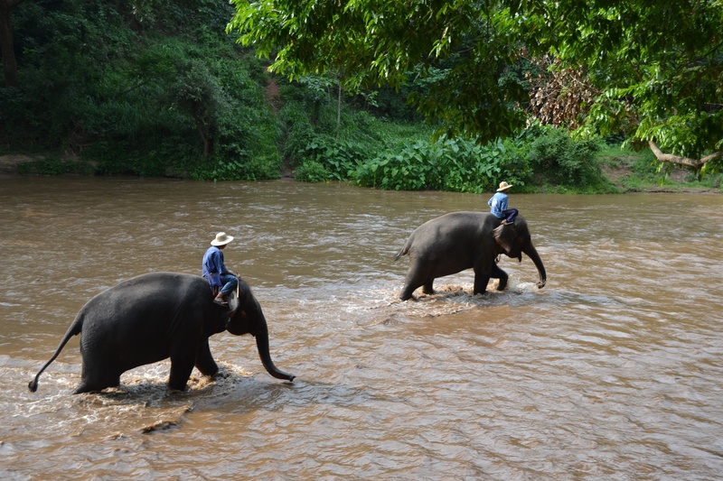 waterfront, animals, caregiver elephant, day, one animal, tree, caregiver, animal wildlife, vertebrate, domestic, outdoors, pets, animal, 2K, elephant