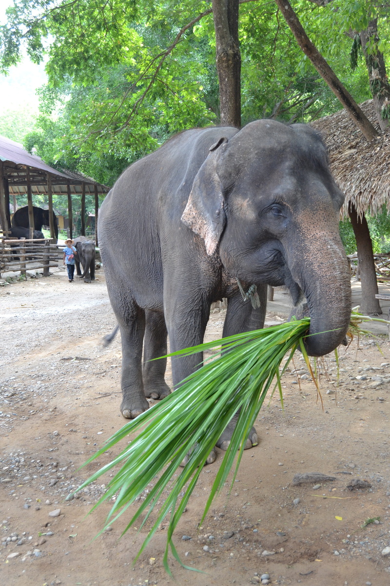 domestic animals, asia, day, herbivorous, vertebrate, animal world, tree, thailand, plant, outdoors, green color, animals, caregiver, animal themes, field