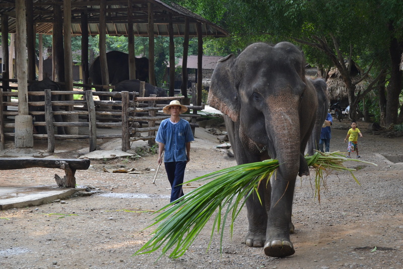 asia, lifestyles, farmer, caregiver, travel, jungle, Thailand, plant, camp elephants, Elephants, cultures, 2K, men, casual clothing, zoo, animal wildlife