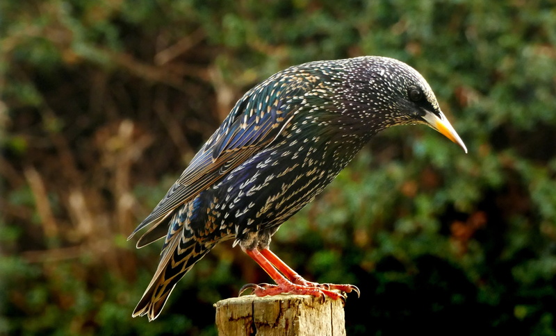 perching, animals in the wild, post, close-up, zoology, profile view, day, bird, beneficial, sturnus vulgaris, standing, beak, animal, passerine, wildlife