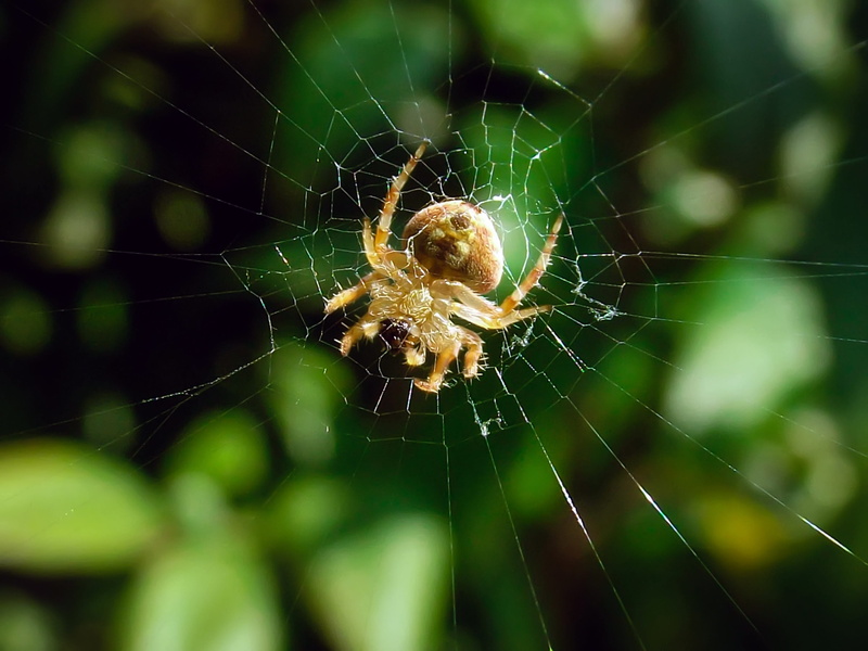 survival, Hairy, outdoors, not dangerous, feeding, day, hanging, south africa, animal leg, animal, arthropod, arachnid, invertebrate, animal themes, garden spider