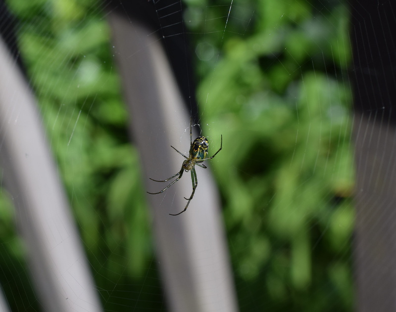 Spider, Animal, web, zoology, Arachnid, colorful, nature, spider web, beneficial, day, fragility, selective focus, no people, focus on foreground, arthropod