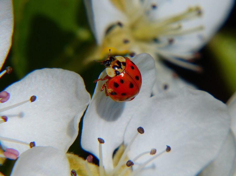 animals in the wild, pollen, asian ladybug, small, outdoors, flowering plant, animal themes, Lucky, invertebrate, no people, beetle, beneficial, selective focus