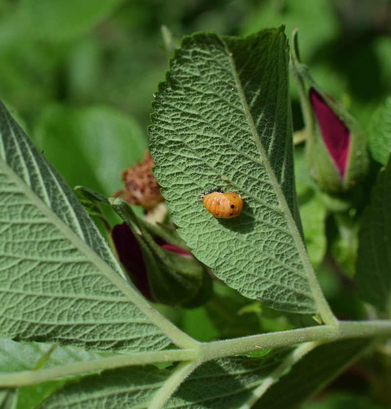 nature, invertebrate, ladybug, plant, no people, outdoors, pupa, animal wildlife, beetle, small, insect, animal, focus on foreground, beneficial, growth