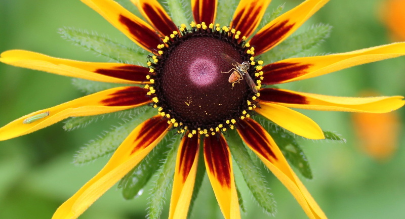 1080P, day, wild flower, inflorescence, outdoors, summer, flowering plant, nature, no people, vulnerability, plant, springtime, coneflower, petal, bright