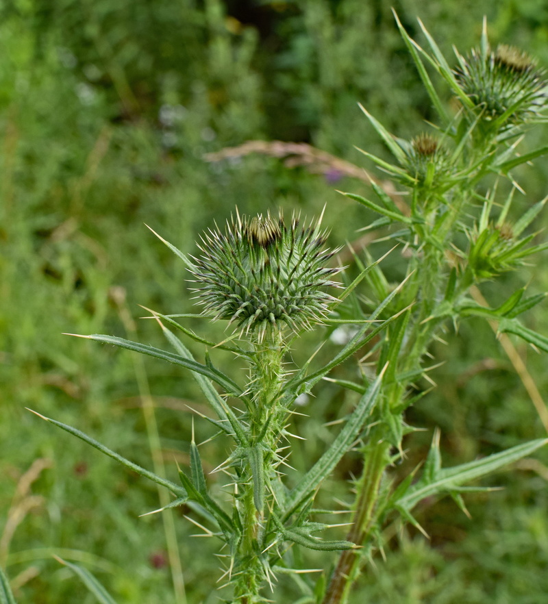 beneficial, oak ridge, plant, thistle bud, spiky, flower head, outdoors, bud, thorns, nature, tranquility, 2K, beauty in nature, spiked, growth, land