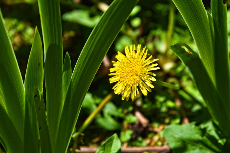 nutrition, close-up, growth, flower, weed, 5K, plant part, medicinal, flower head, petal, leaf, inflorescence, blossom, focus on foreground, taraxacum