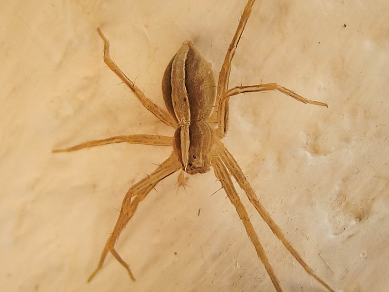 spider, animal, close, beneficial, 2K, south africa, wild, harmless, close-up, nursery-web-spider, invertebrate, outdoors, insect, zoology, high angle view