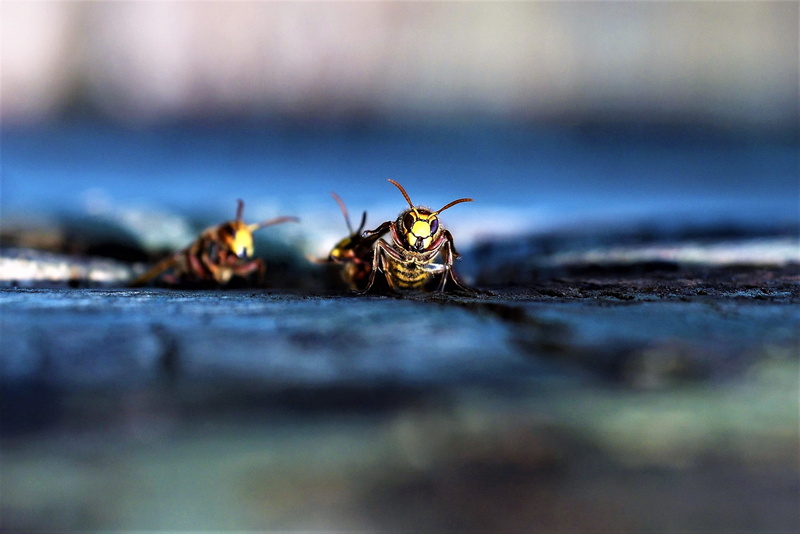 hunter, yellow, allergy, ant, engraving, dangerous, animal, arbeiterinportrait, full length, beneficial, invertebrate, close-up, nest, wasp, threaten, insect