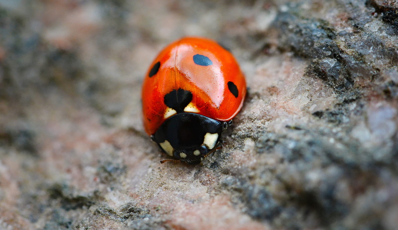 three points, beneficial, spotted, sea, coccinellidae, no people, points, threesome, orange color, animal wildlife, may, marine, funny, spring, shiny, beetle