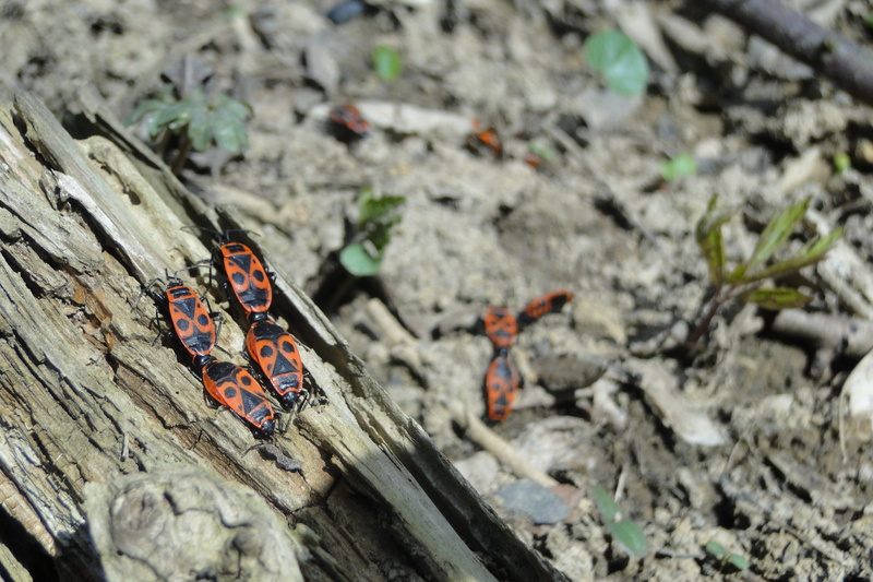 textured, fire bug, selective focus, plant, focus on foreground, wood - material, close-up, spotted, animal world, butterfly - insect, animal, pairing