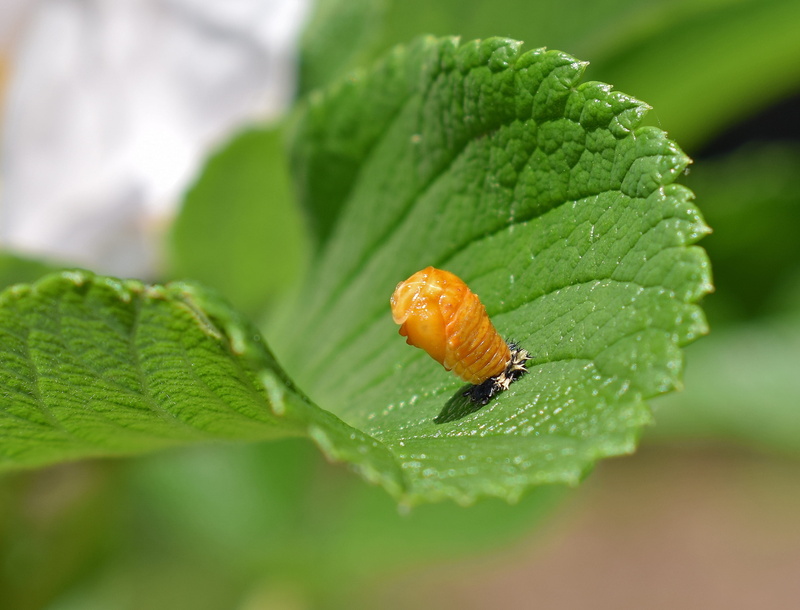 green color, ladybug pupa, selective focus, Leaf, Ladybug, day, water, healthy eating, freshness, wet, outdoors, plant part, dew, plant, growth, Close-Up