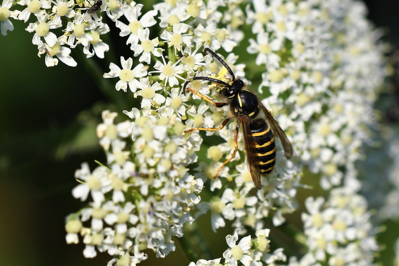 close-up, bee, flower head, dolichovespula, warning color, honey bee, 2K, close up, beneficial, freshness, no people, animal themes, vulnerability, yellow