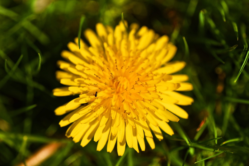 growth, outdoors, focus on foreground, flower head, macro, nature, 5K, fragility, beneficial weed, dandelion, day, taraxacum, edible, weed, selective focus