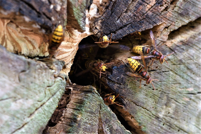 vespa crabro, animal, animals in the wild, sting, trunk, nature, close up, beneficial, yellow, hunter, animal wildlife, no people, invertebrate, outdoors