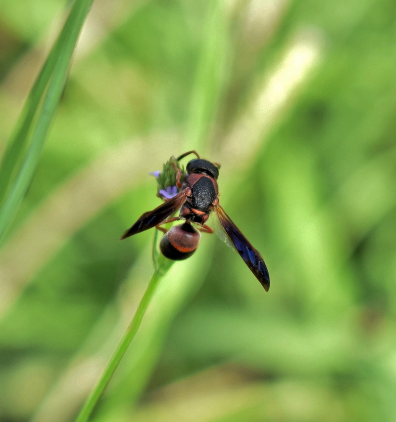 stinger, creature, freshness, day, flowering plant, animal wildlife, outdoors, invertebrate, arthropod, red and black mason wasp, animal themes, flying insect