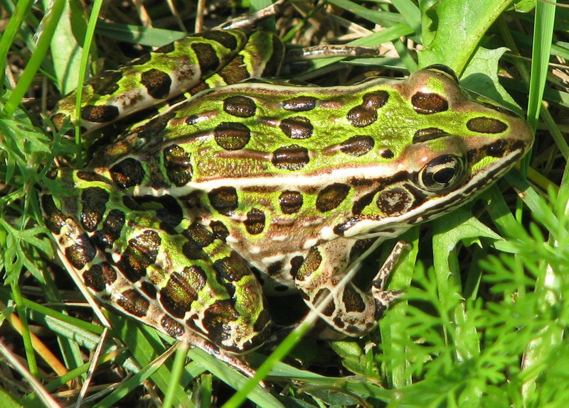 beauty in nature, canada, tree, garden, northern leopard frog, green color, outdoors, animals in the wild, leaf, beneficial, plant, ontario, animal scale