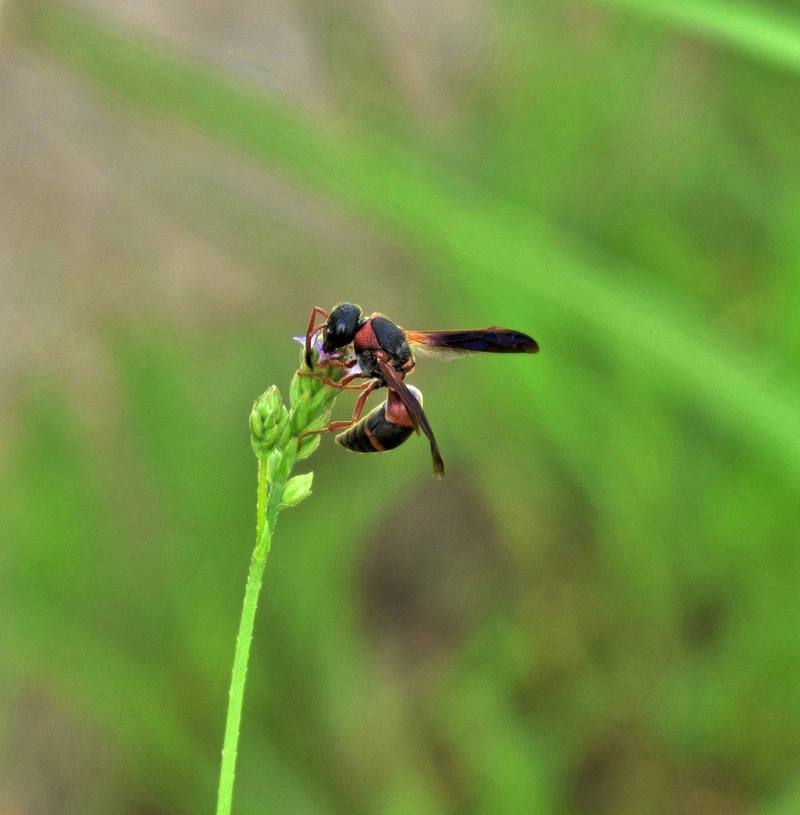 flying insect, beneficial, animal, focus on foreground, winged insect, day, entomology, no people, pachodynerus erynnis, animal wing, green color, one animal