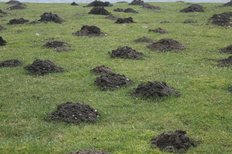 molehills, 5K, animal themes, land, mammal family, talpidae, animal wildlife, beauty in nature, no people, growth, solid, plant, high angle view, tranquility
