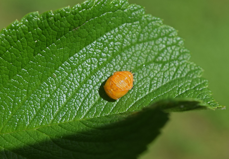 outdoors, leaf, beneficial, 4K, ladybug pupa, wet, nature, pupa, ladybug, day, growth, animal, drop, no people, freshness, close-up, food and drink, leaf underside