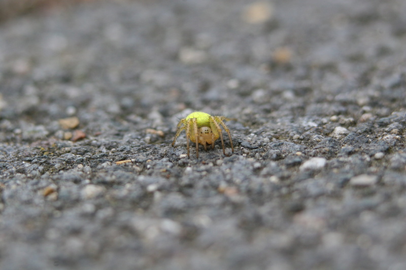 selective focus, close-up, eight-legged, 2K, animals in the wild, no people, outdoors, animal, insect, small, spider, beneficial, gastropod, city, stones
